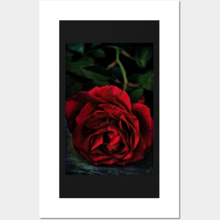 Rose 385 Posters and Art